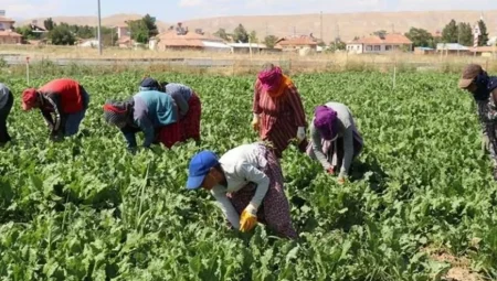 Mevsimlik işçilerin ücretleri yüzde 84 arttı: En yüksek yevmiye Rize’de
