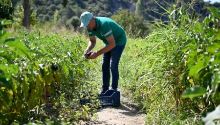 Kuşadası Belediyesi’nin Adabahçe projesinden 3 ayda 15 ton mahsul elde edildi